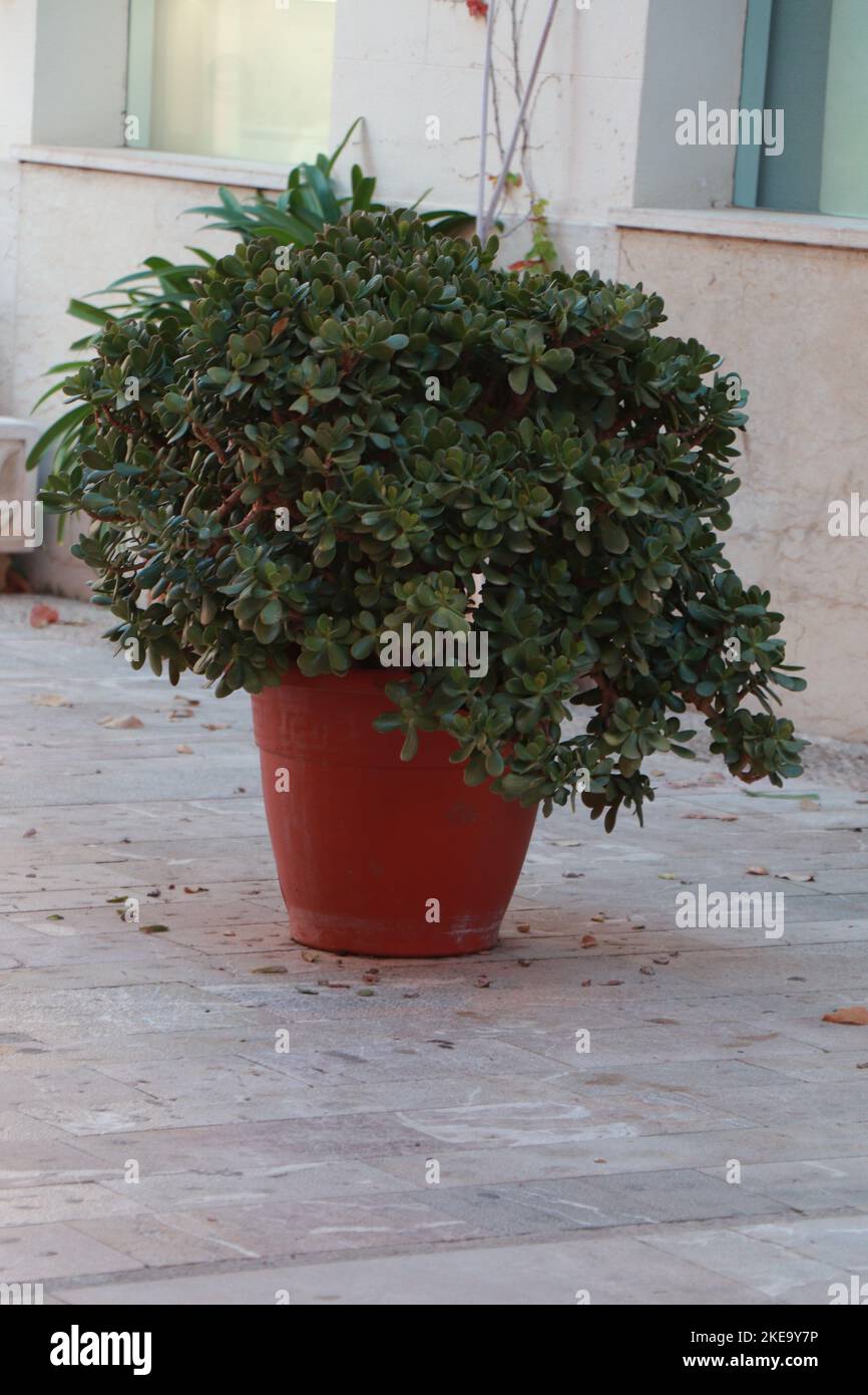 Evergreen plant Crassula ovata or jade plant in a pot. Stock Photo