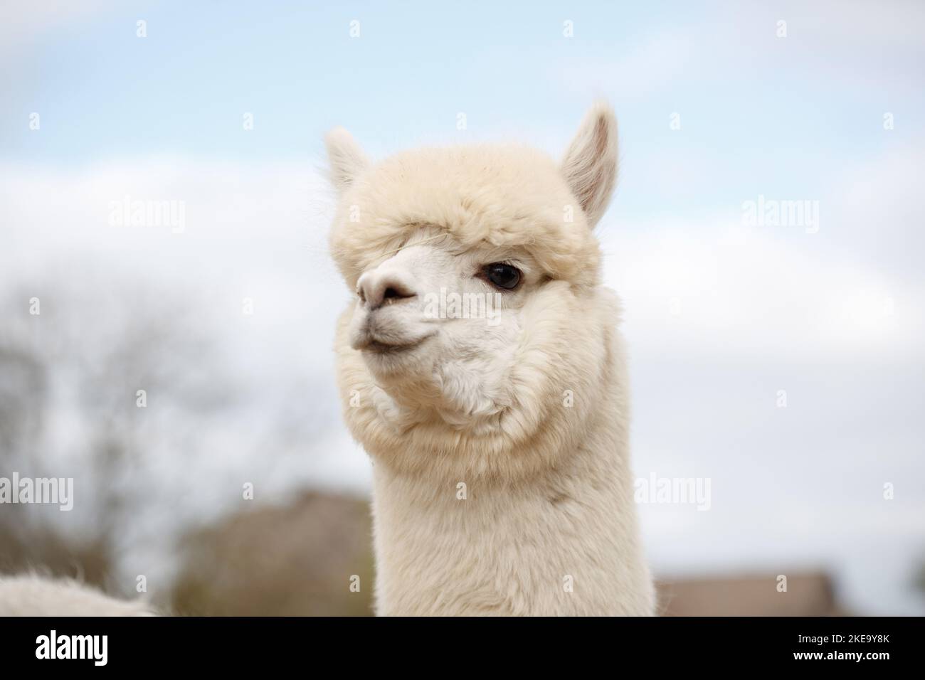 Side view of adult alpaca hi-res stock photography and images - Alamy
