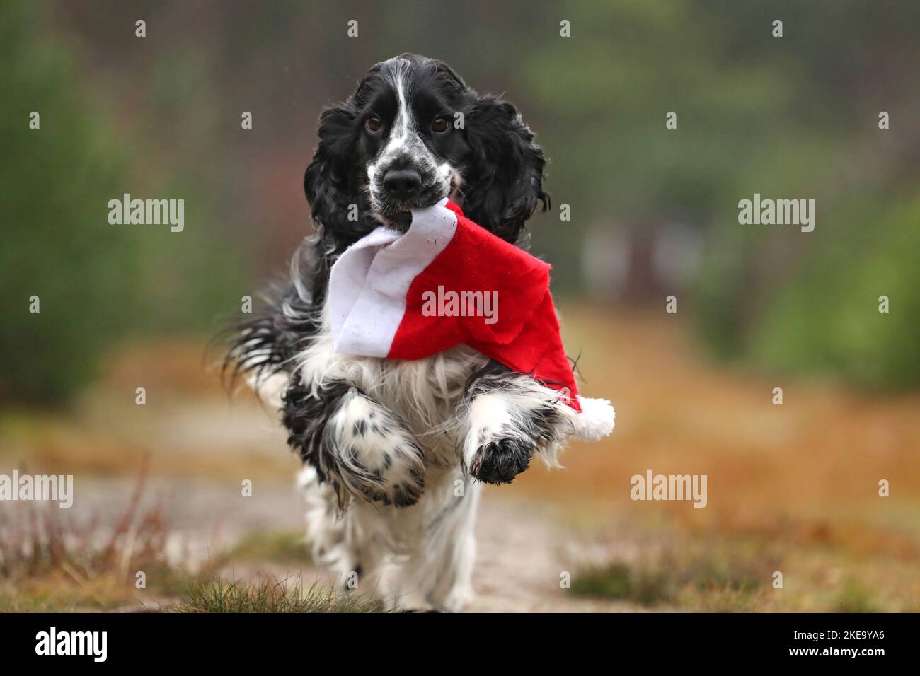 running English Cocker Spaniel Stock Photo
