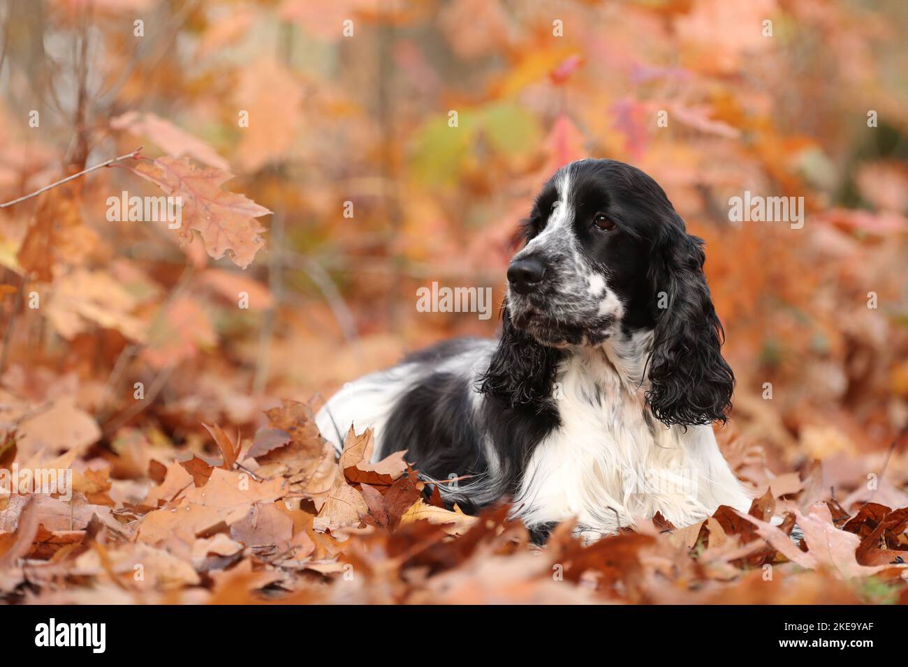 English Cocker Spaniel in autumn Stock Photo