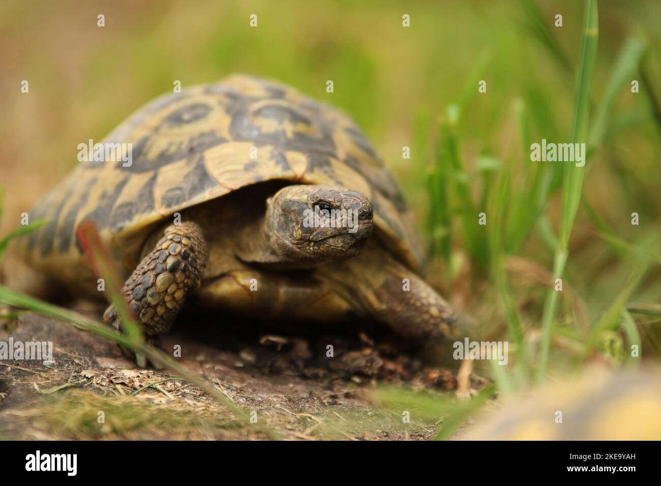 greek tortoise Stock Photo