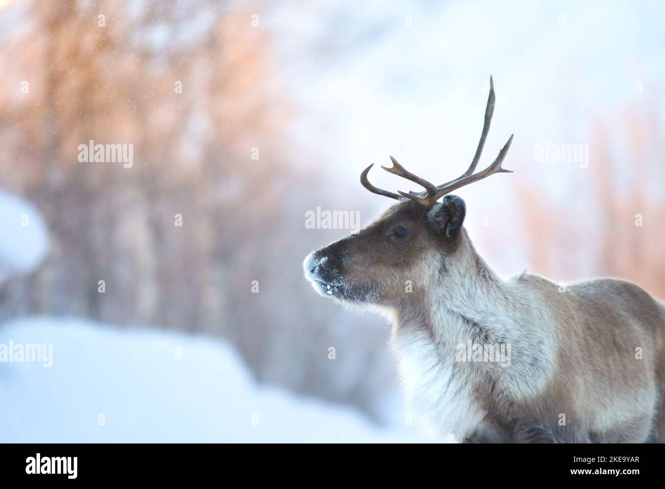 caribou in winter Stock Photo