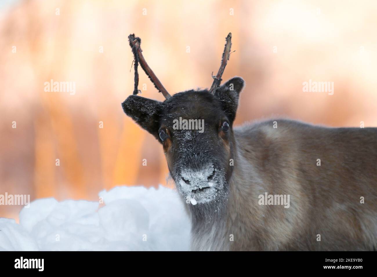 caribou in winter Stock Photo