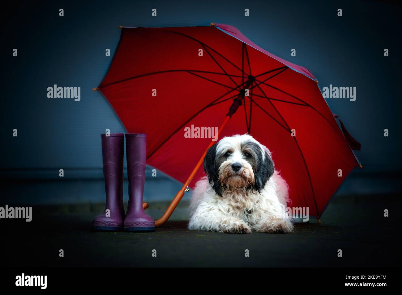 Tibetan Terrier Umbrella - Black Tibetan Terrier Umbrella - Black