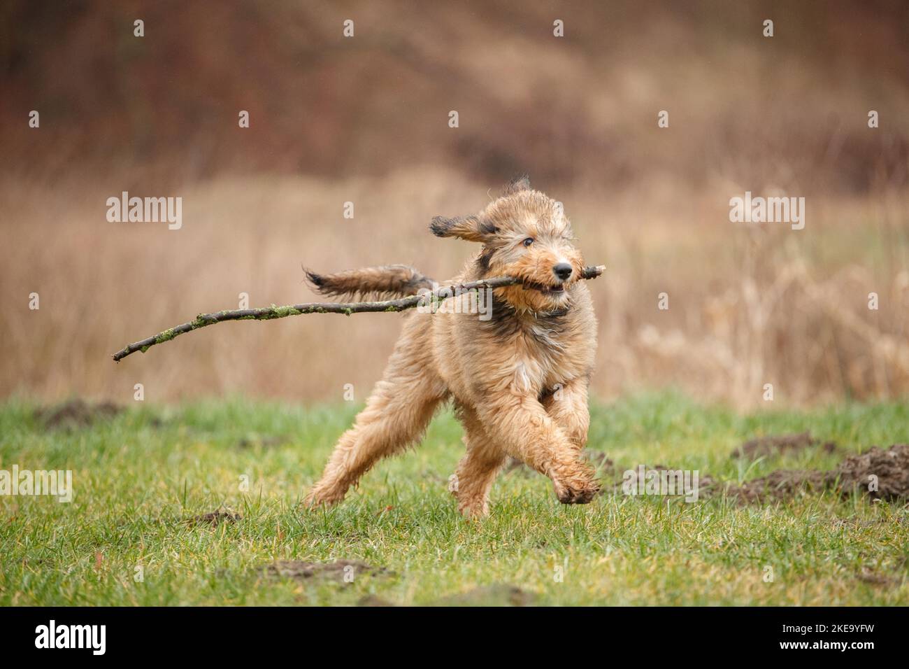 Bernedoodle Puppy Stock Photo