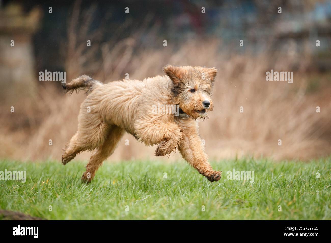 Bernedoodle Puppy Stock Photo