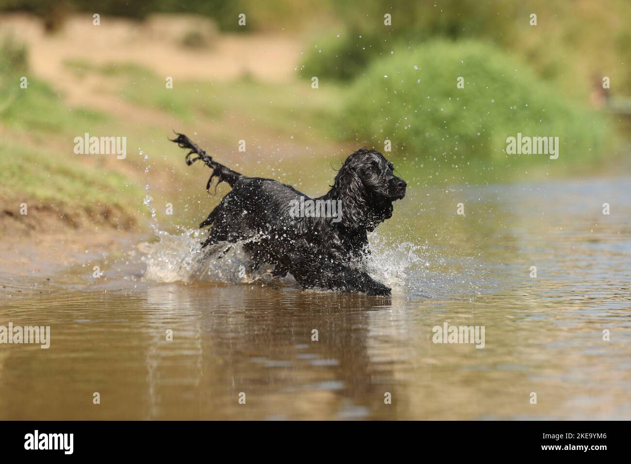 black English Cocker Spaniel Stock Photo