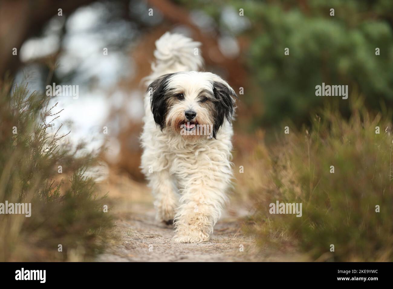 tibetan-go-hi-res-stock-photography-and-images-alamy