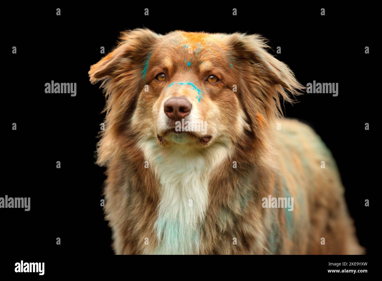 Australian Shepherd at Holi shooting Stock Photo Alamy
