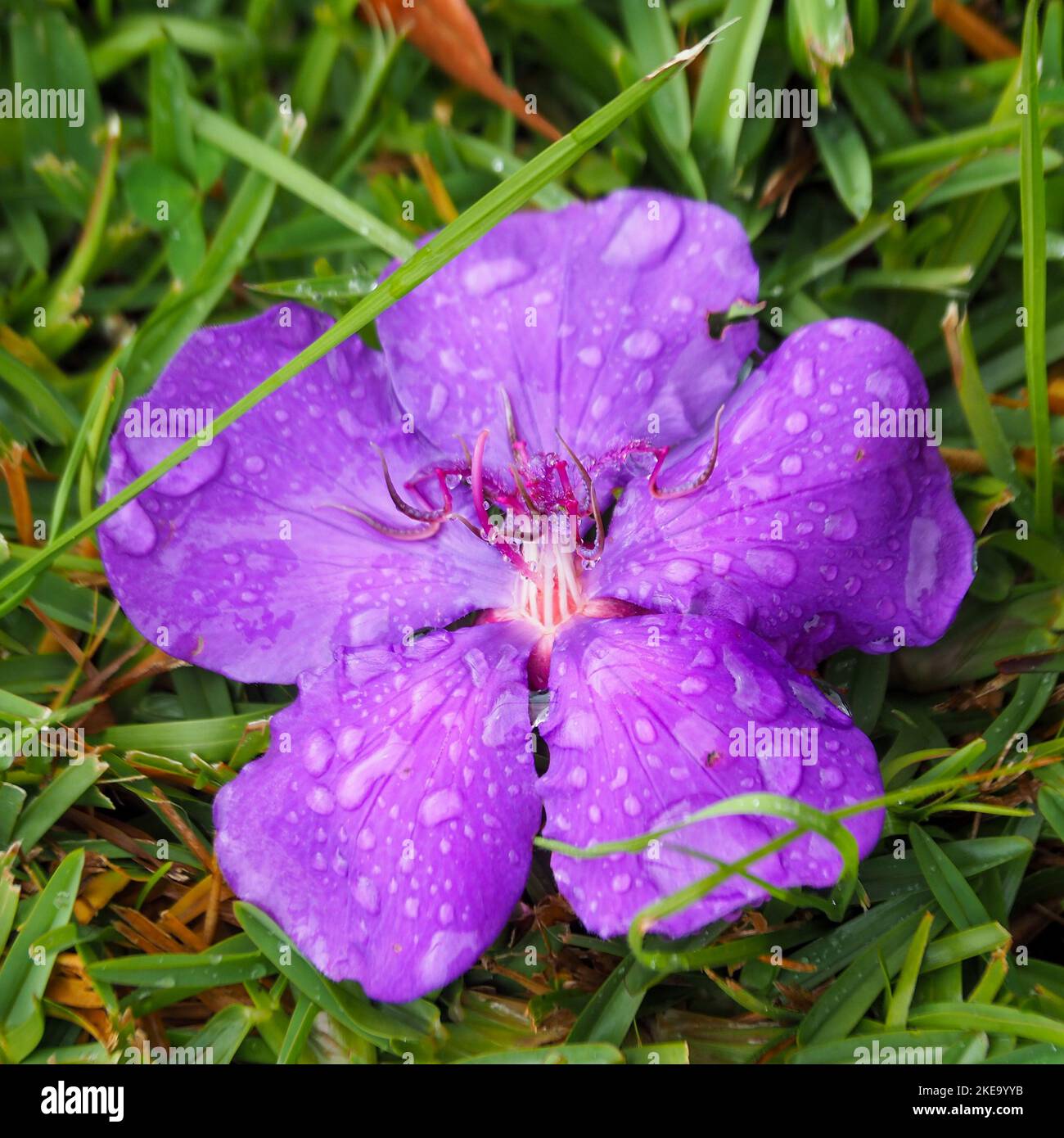 Glorious purple flower on the green grass, a wet Tibouchina, petals covered in droplets, in an Australian coastal sub tropical garden Stock Photo