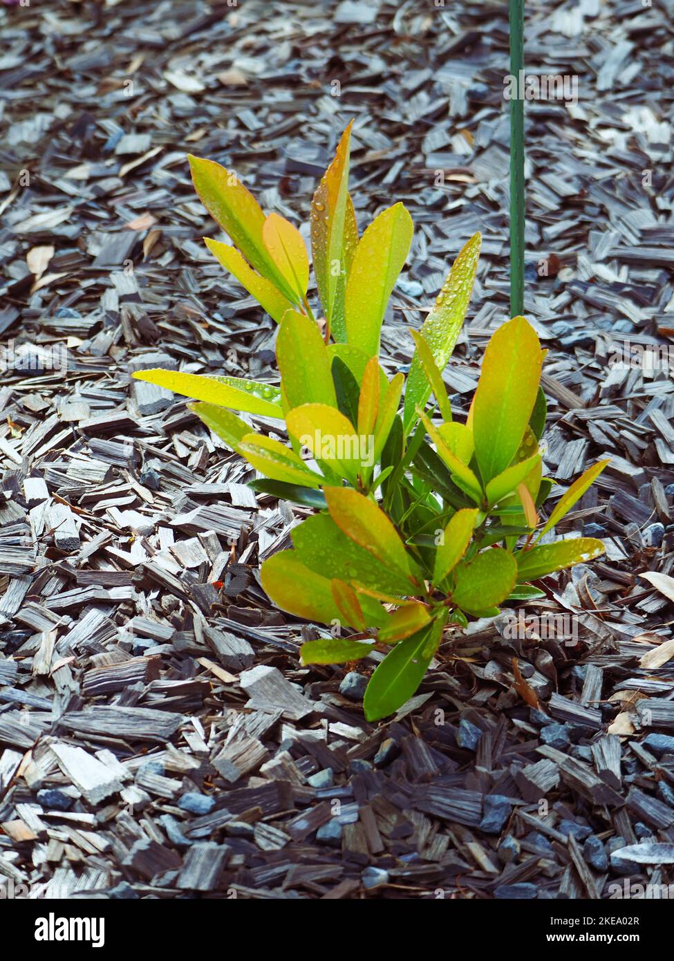 Australian coastal garden, a young Gordonia or Fried egg plant, Australia Stock Photo
