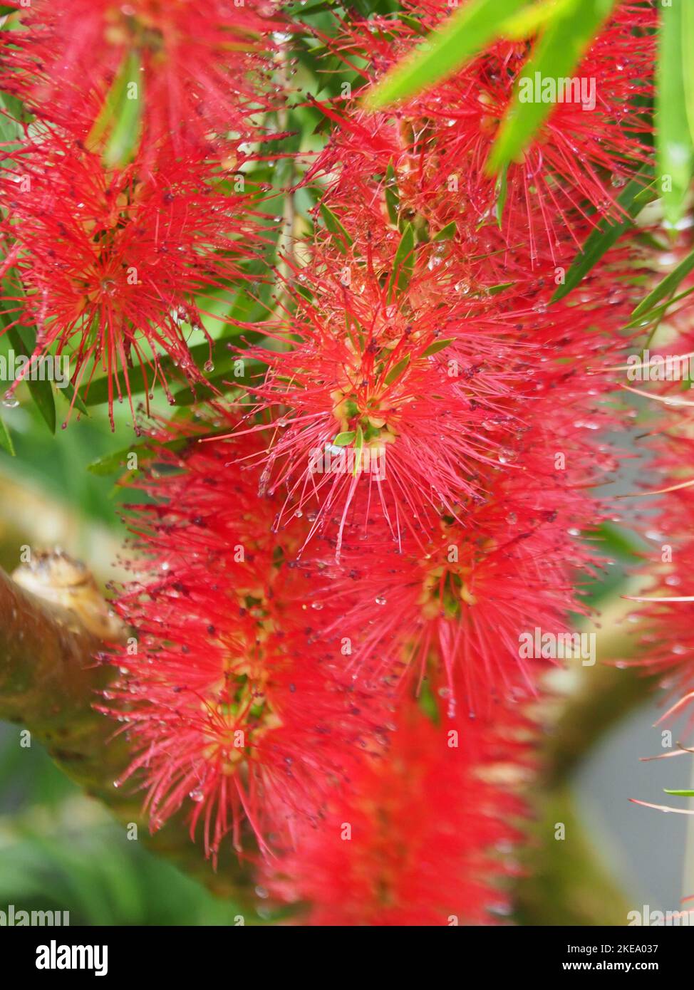 Australian native flowers, bright red bottlebrush or Stock Photo