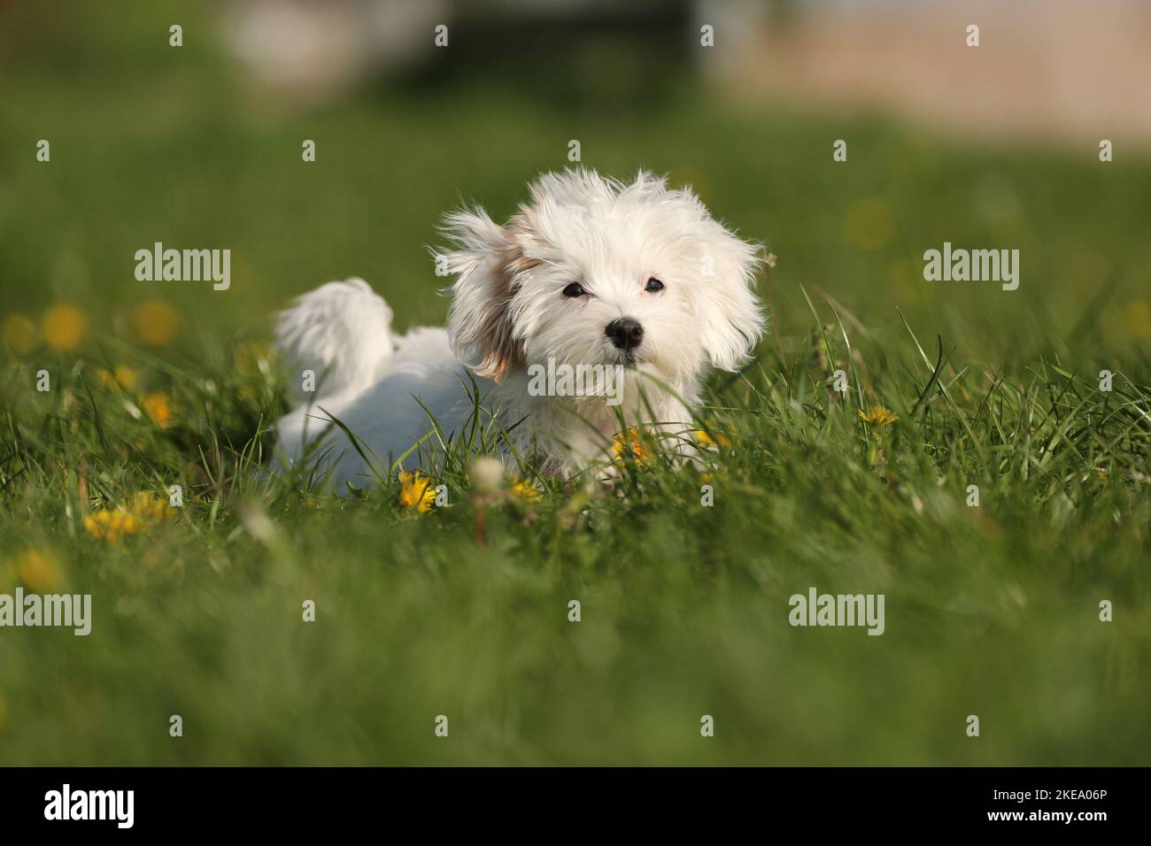 Havanese Puppy Stock Photo