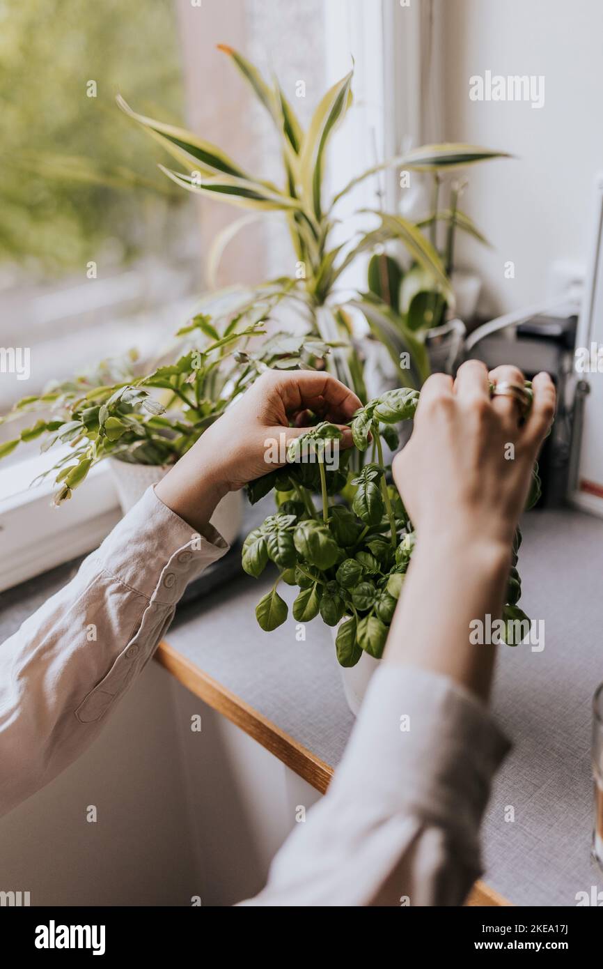 Woman s Hands Cutting Basil Stock Photo Alamy Woman s hands cutting basil stock photo alamy