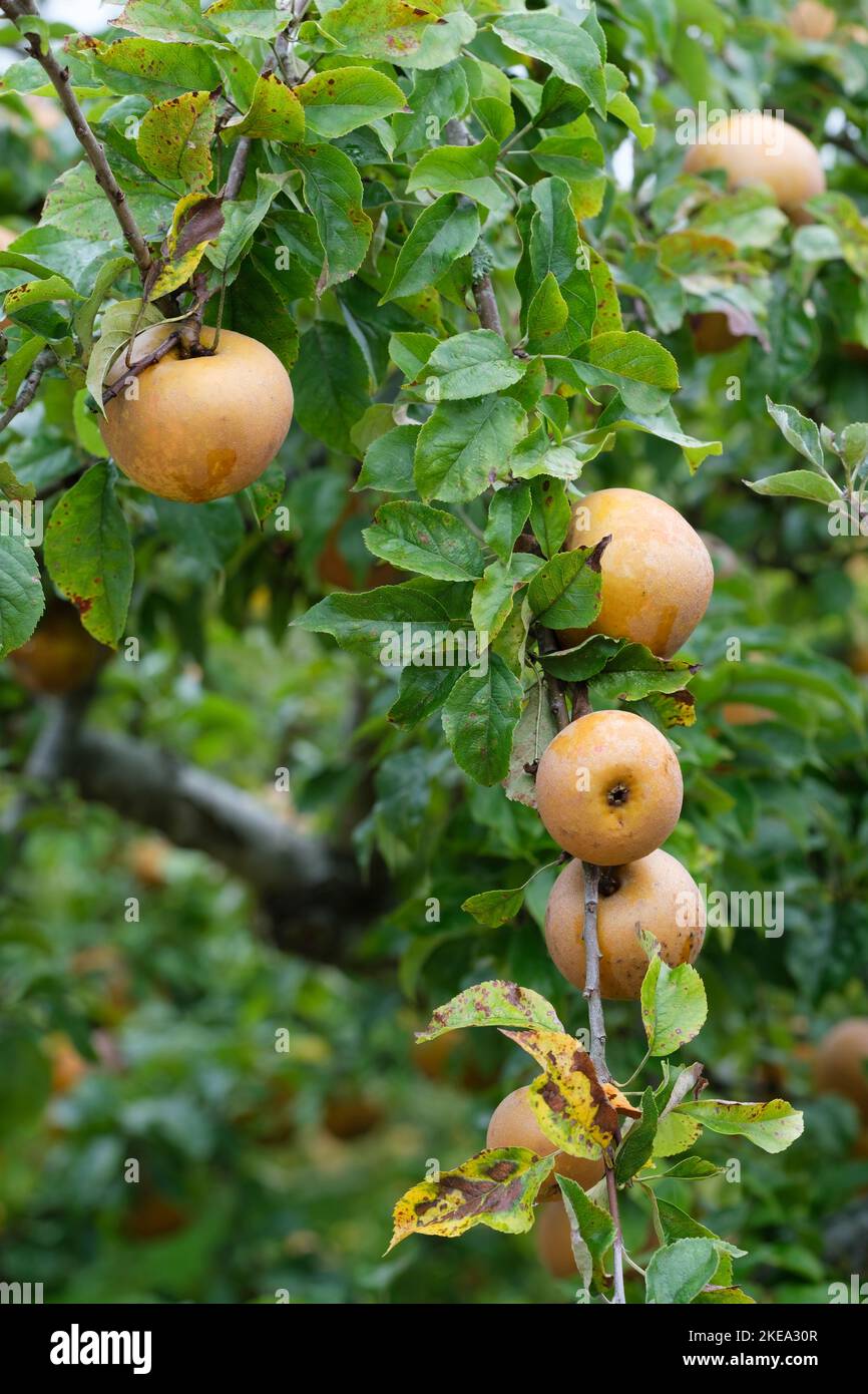 apple Egremont Russet, malus domestica Egremont Russet, Ripe apples growing on a tree Stock Photo
