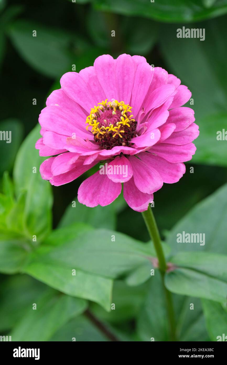 Common zinnia 'Giant Dahlia Mix', Zinnia elegans 'Giant Dahlia Mix