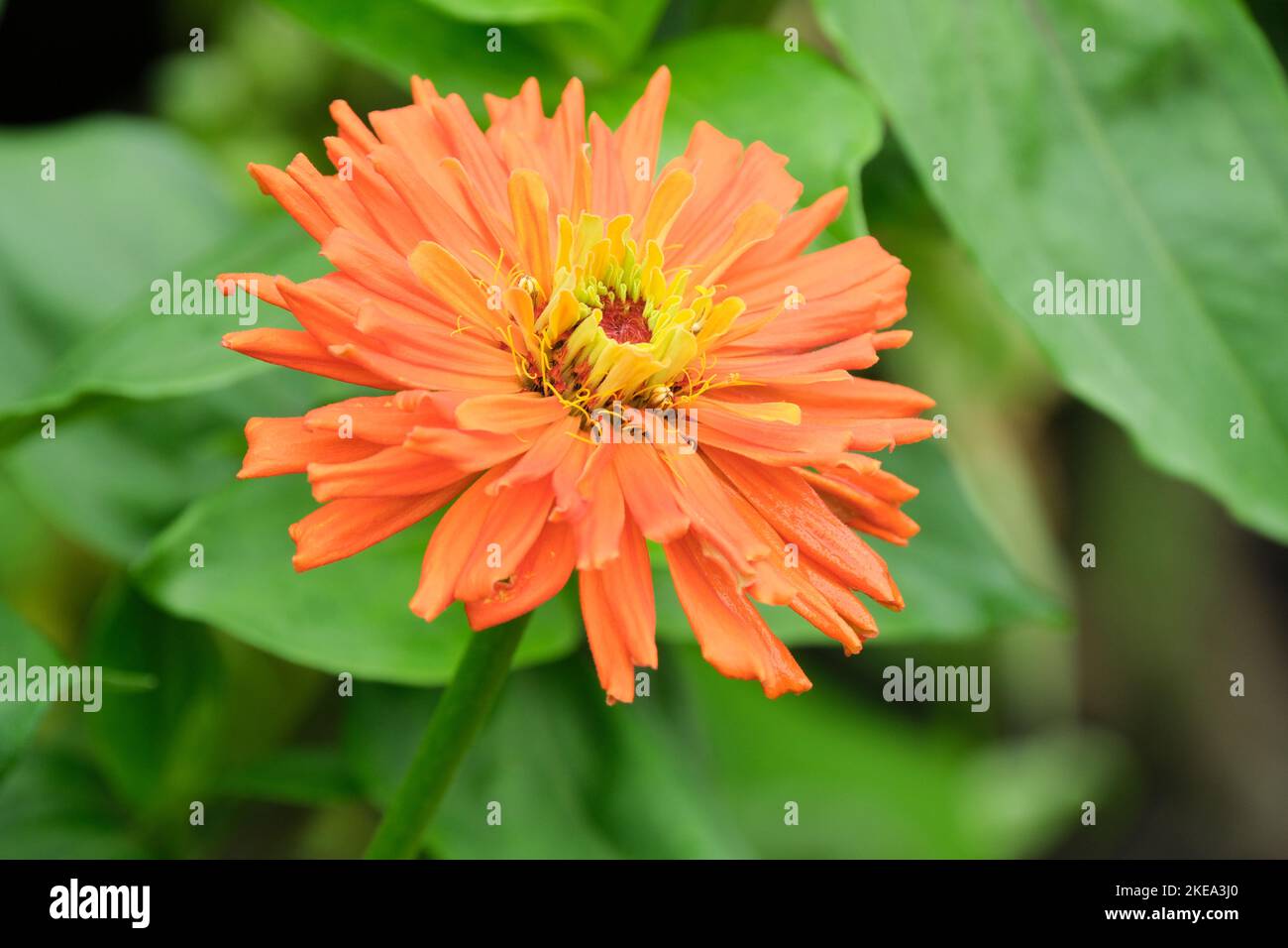 Common zinnia 'Giant Dahlia Mix', Zinnia elegans 'Giant Dahlia Mix