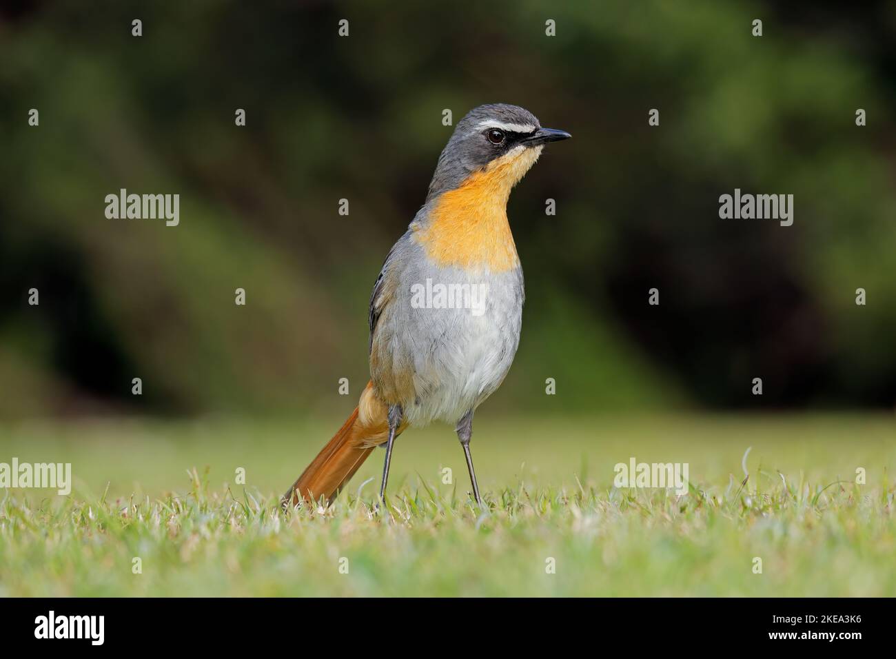 A colorful Cape robin-chat (Cossypha caffra) perched on the ground, South Africa Stock Photo