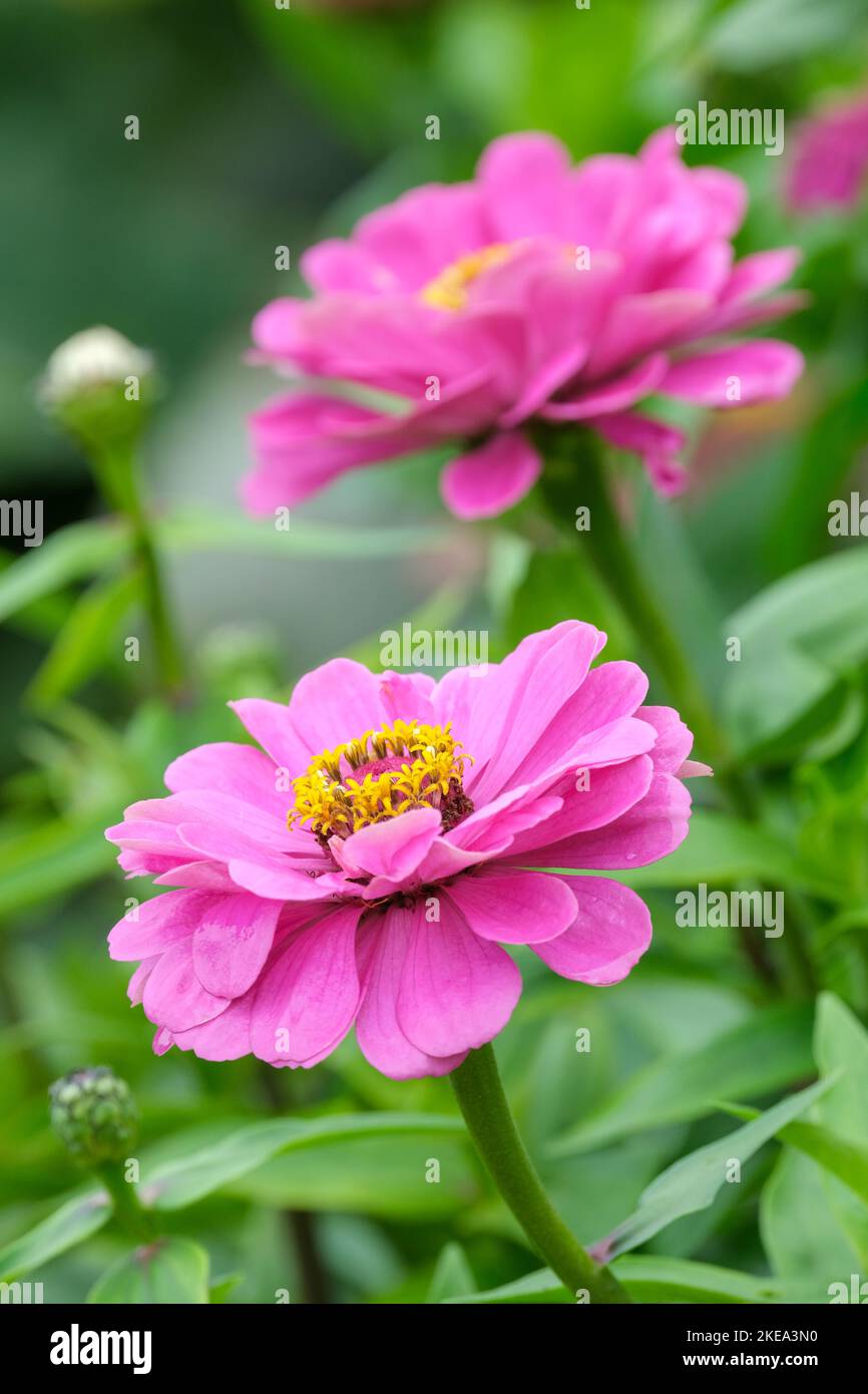 Common zinnia 'Giant Dahlia Mix', Zinnia elegans 'Giant Dahlia Mix