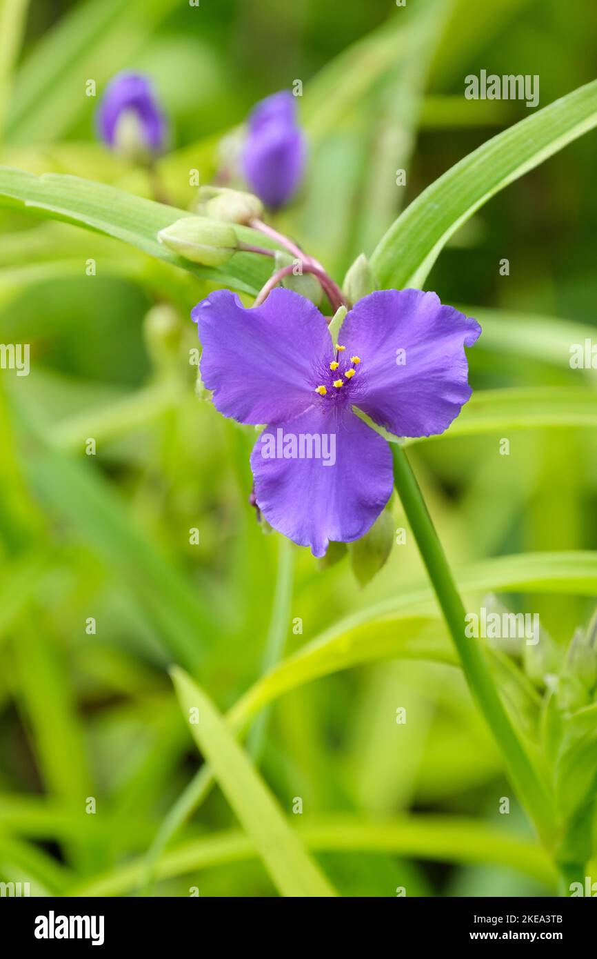 Tradescantia Sweet Kate, Andersoniana Group, spider lily Sweet Kate, Perennial, bright yellow leaves and violet blue flowers Stock Photo