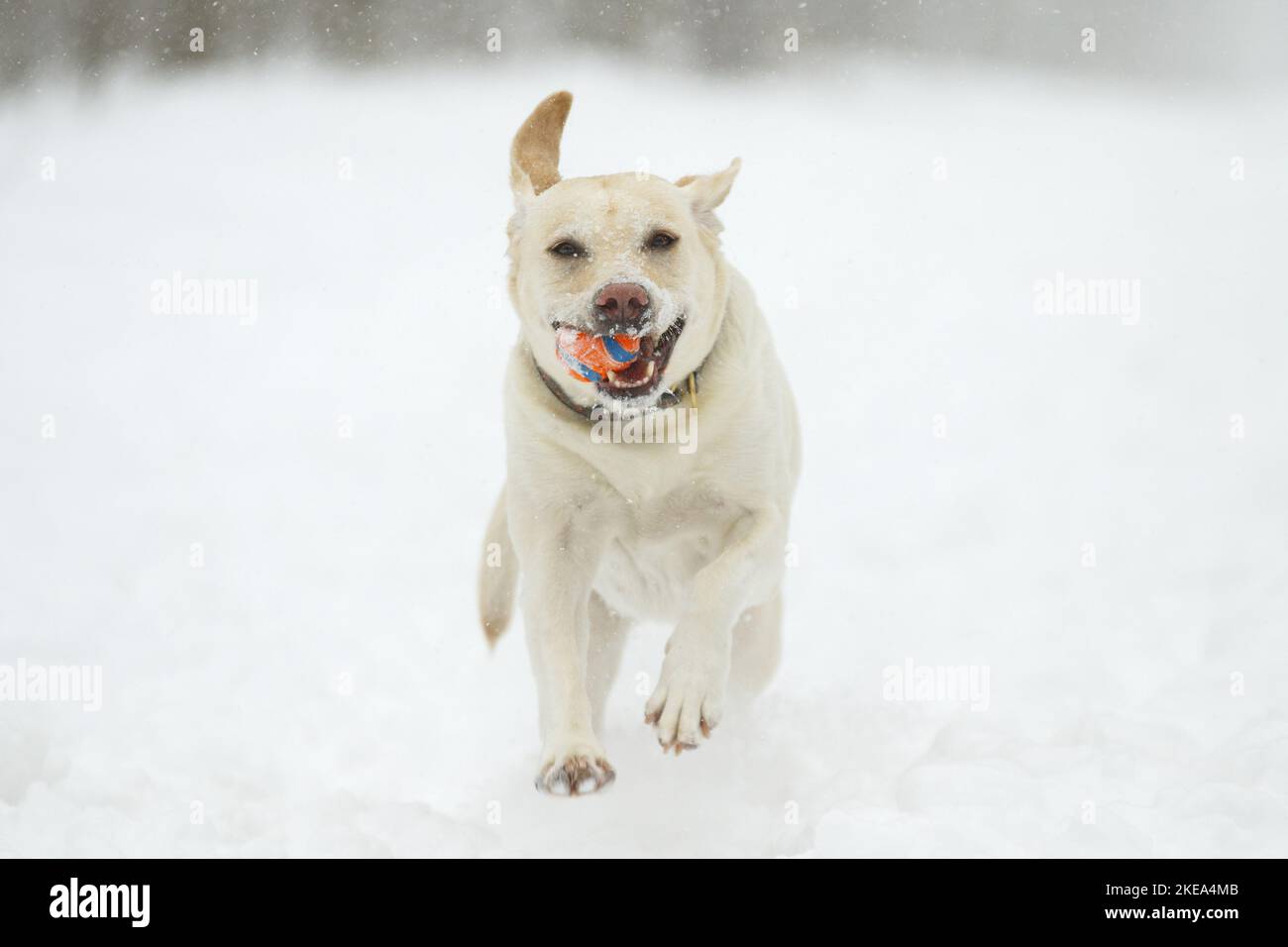 Labradane Running running Labrador Retriever Stock Photo - Alamy