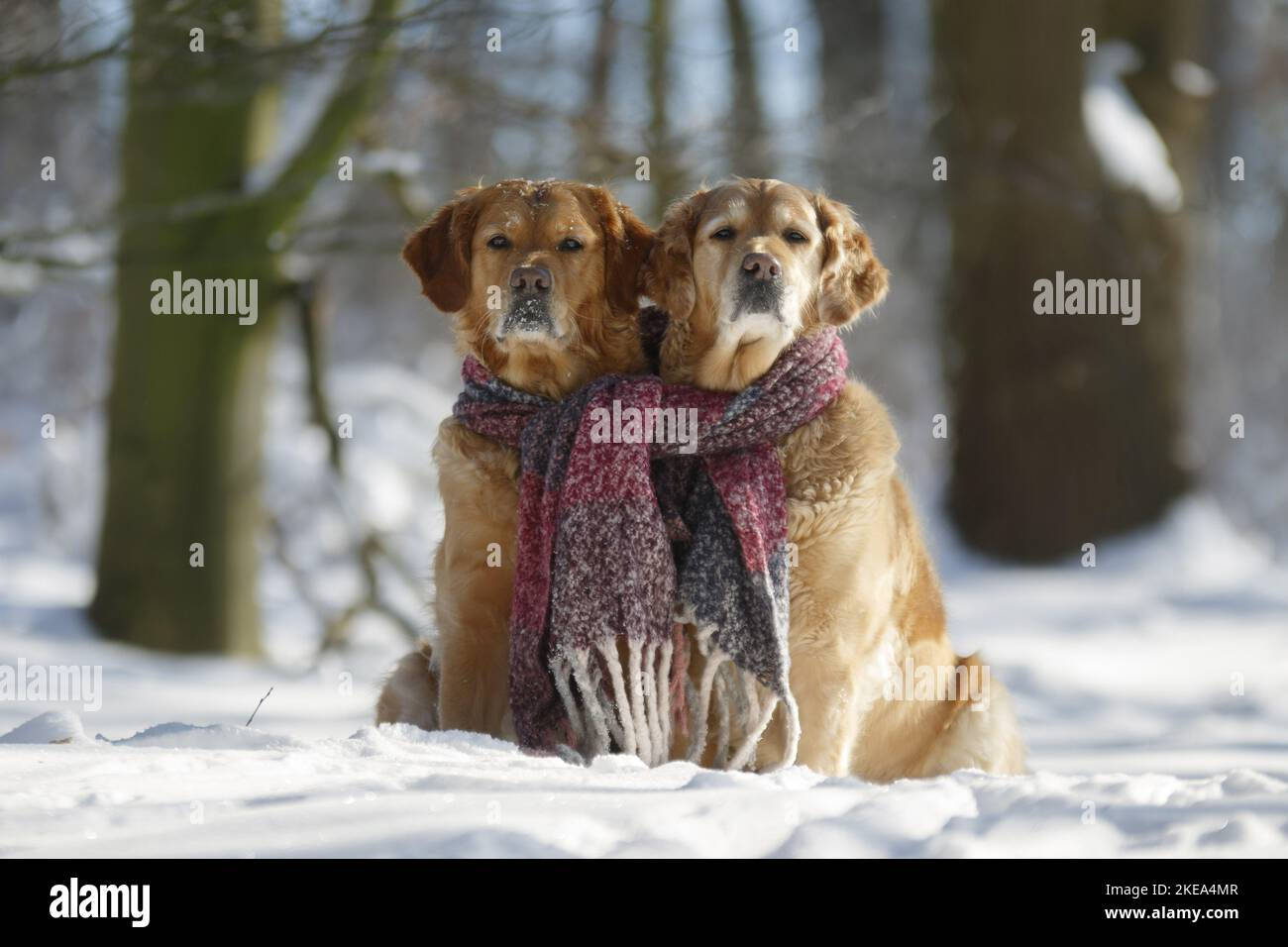 Golden Retriever in the snow Stock Photo - Alamy