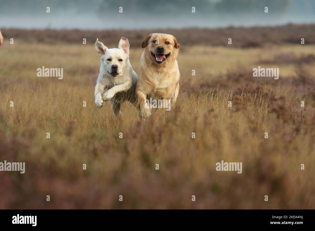 running Labrador Retrievers Stock Photo - Alamy