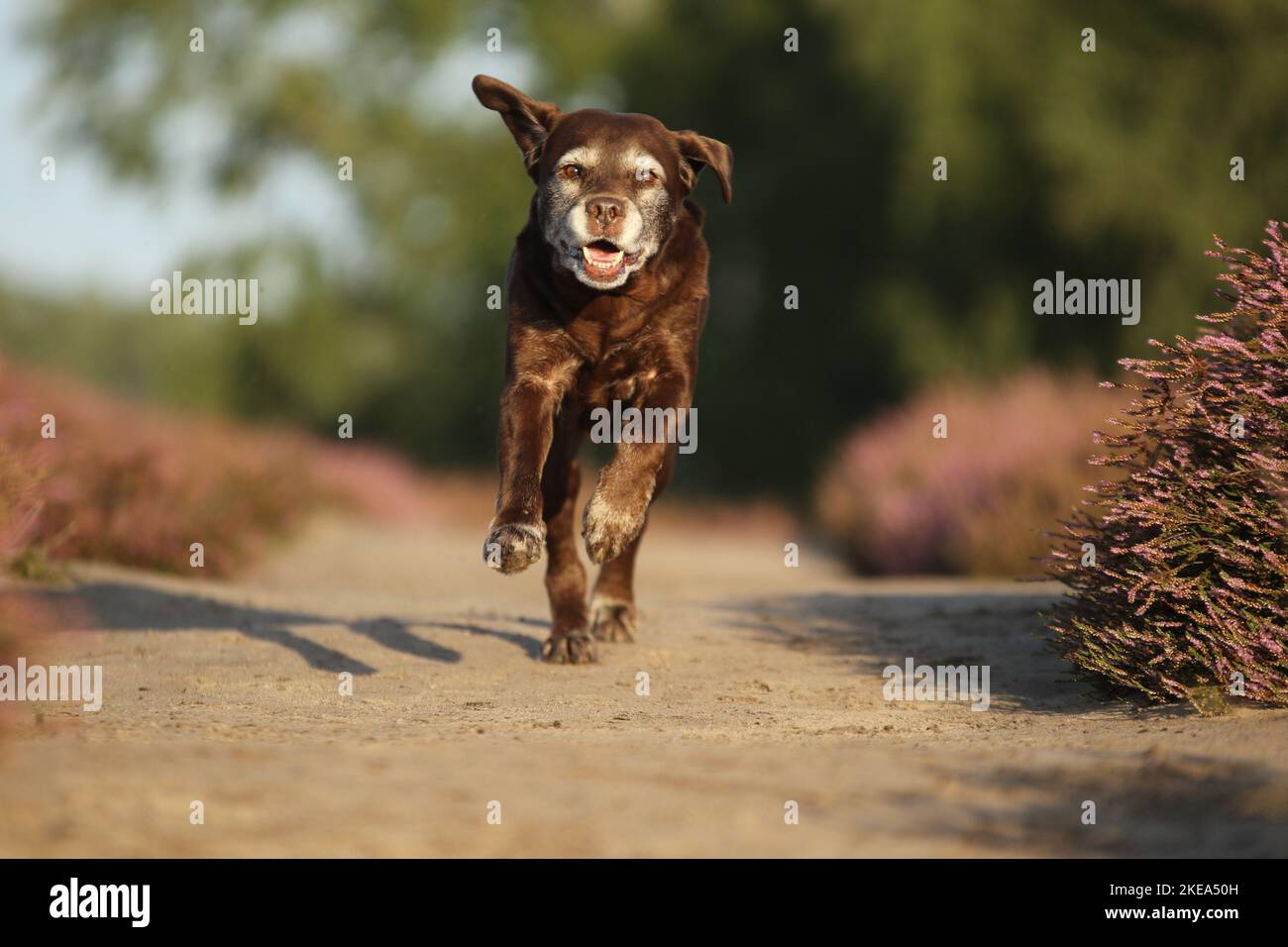 running Labrador Retriever Stock Photo