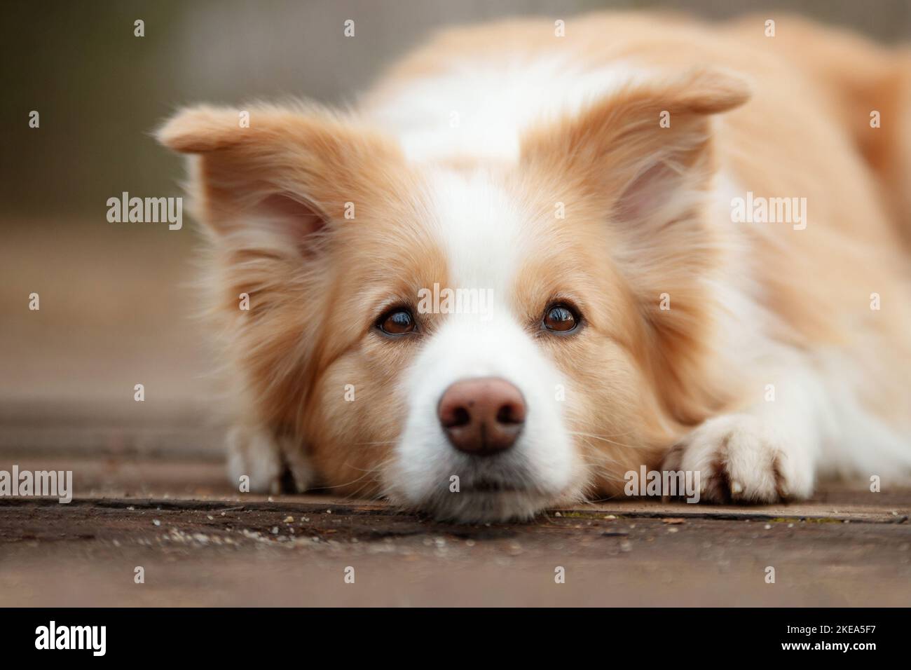 lying Border Collie Stock Photo