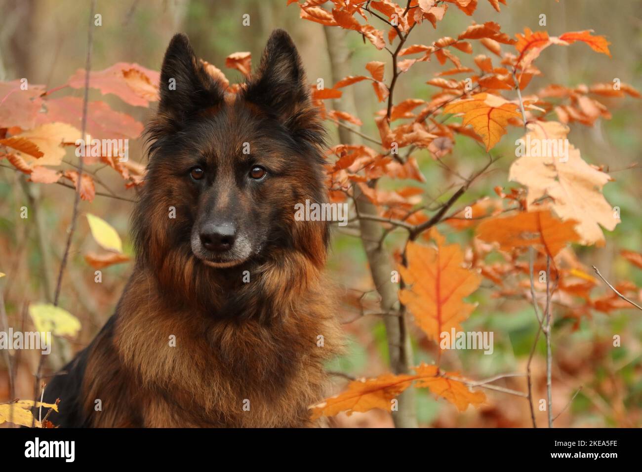 German Shepherd Portrait Stock Photo
