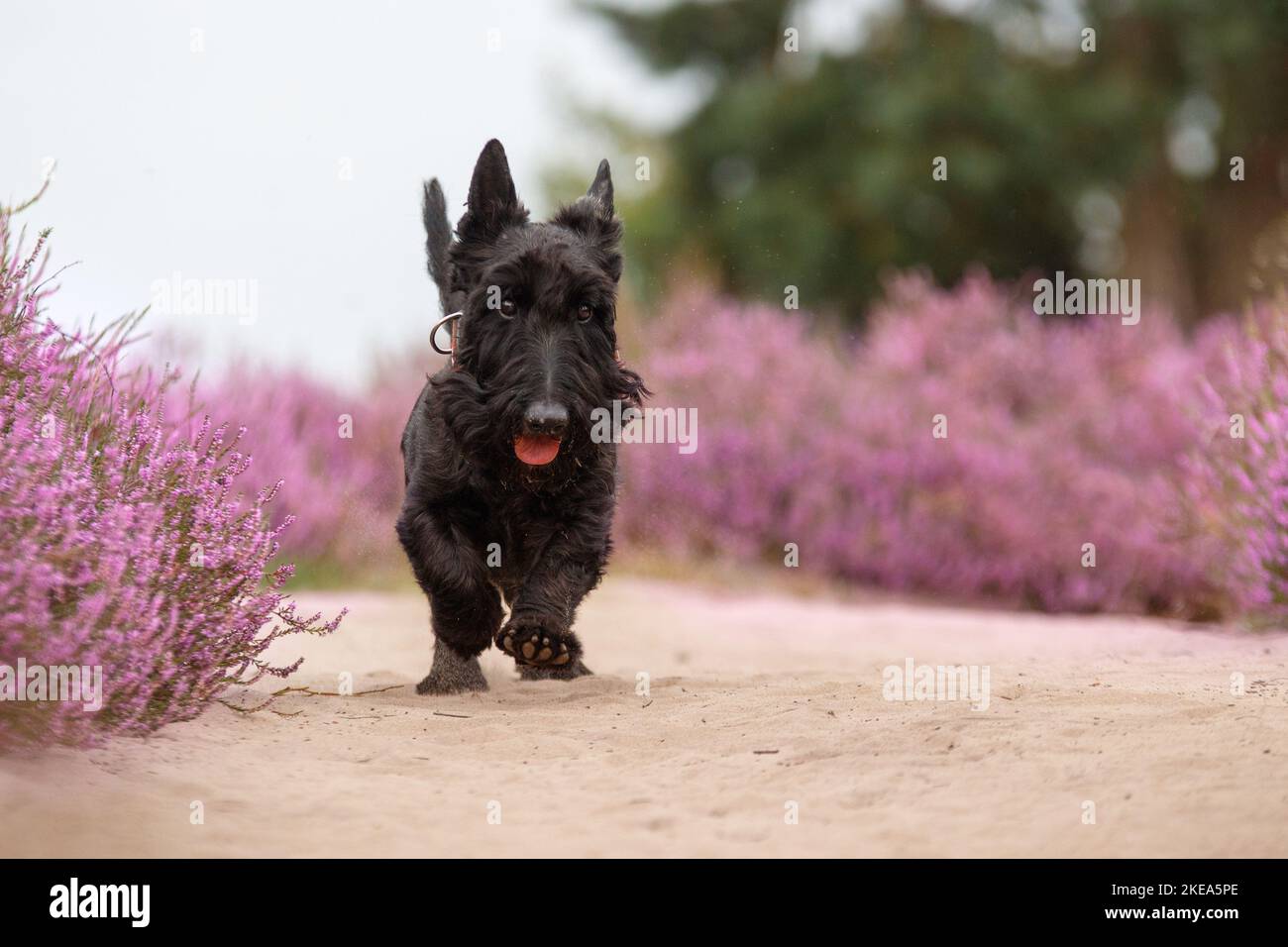 galopping Scottish Terrier Stock Photo