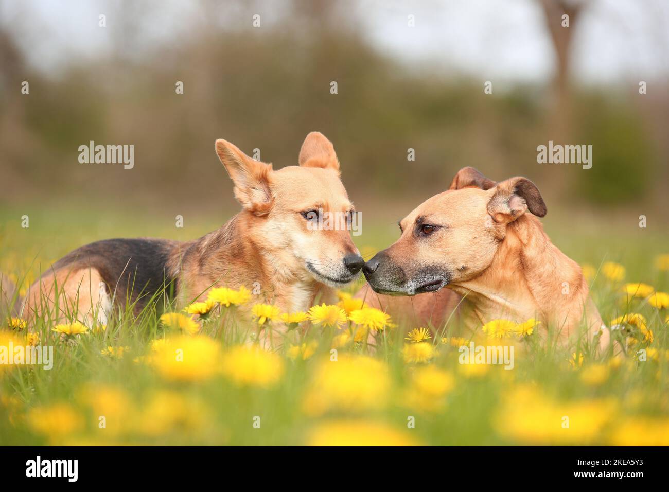 2 mongrels Stock Photo