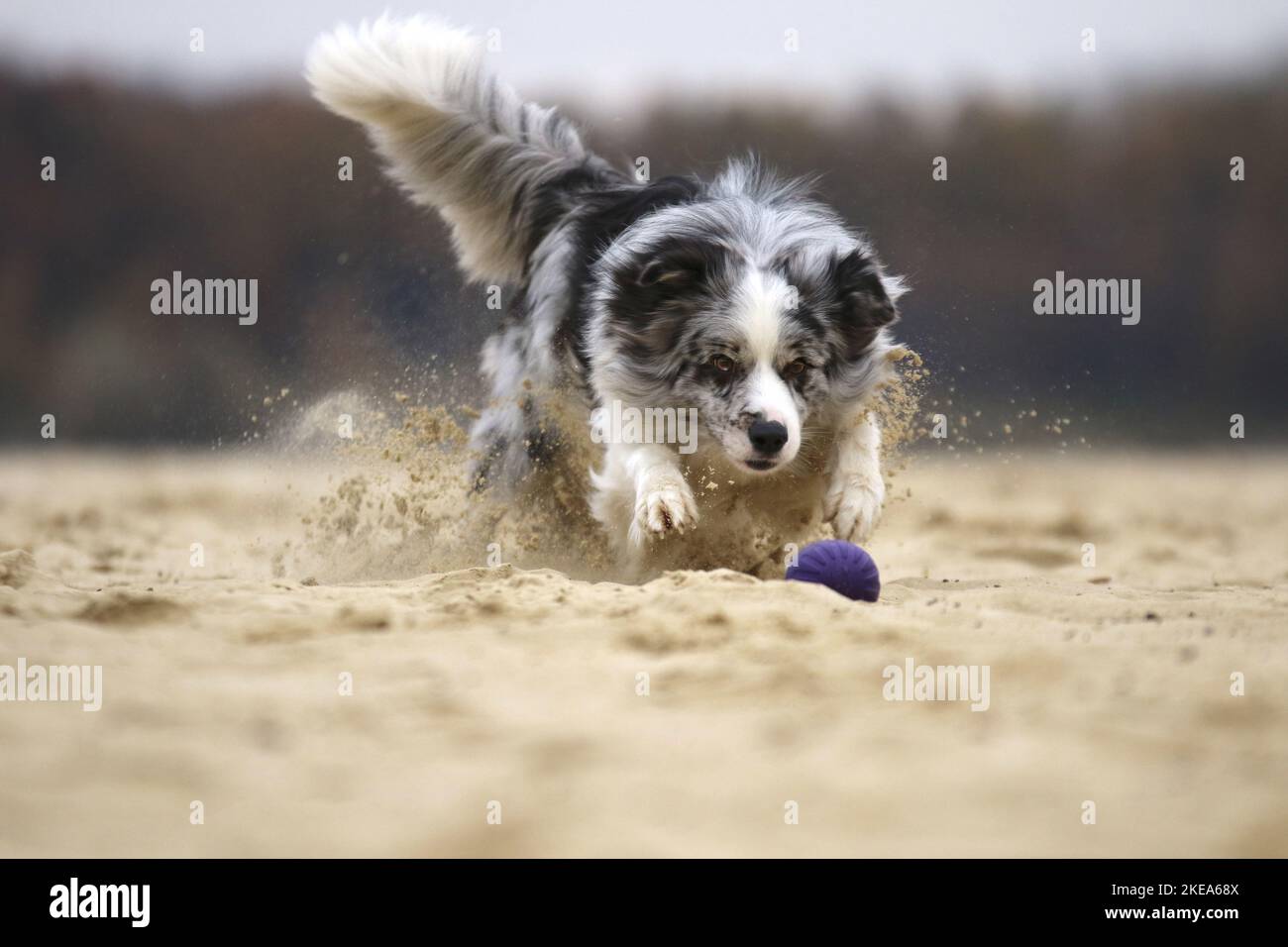 running Border Collie Stock Photo - Alamy