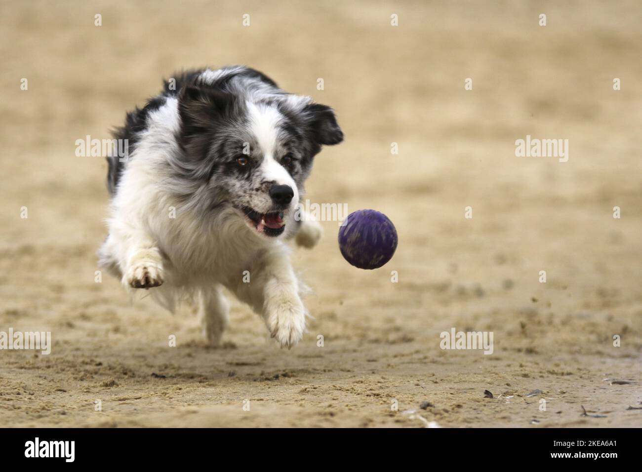 running Border Collie Stock Photo - Alamy