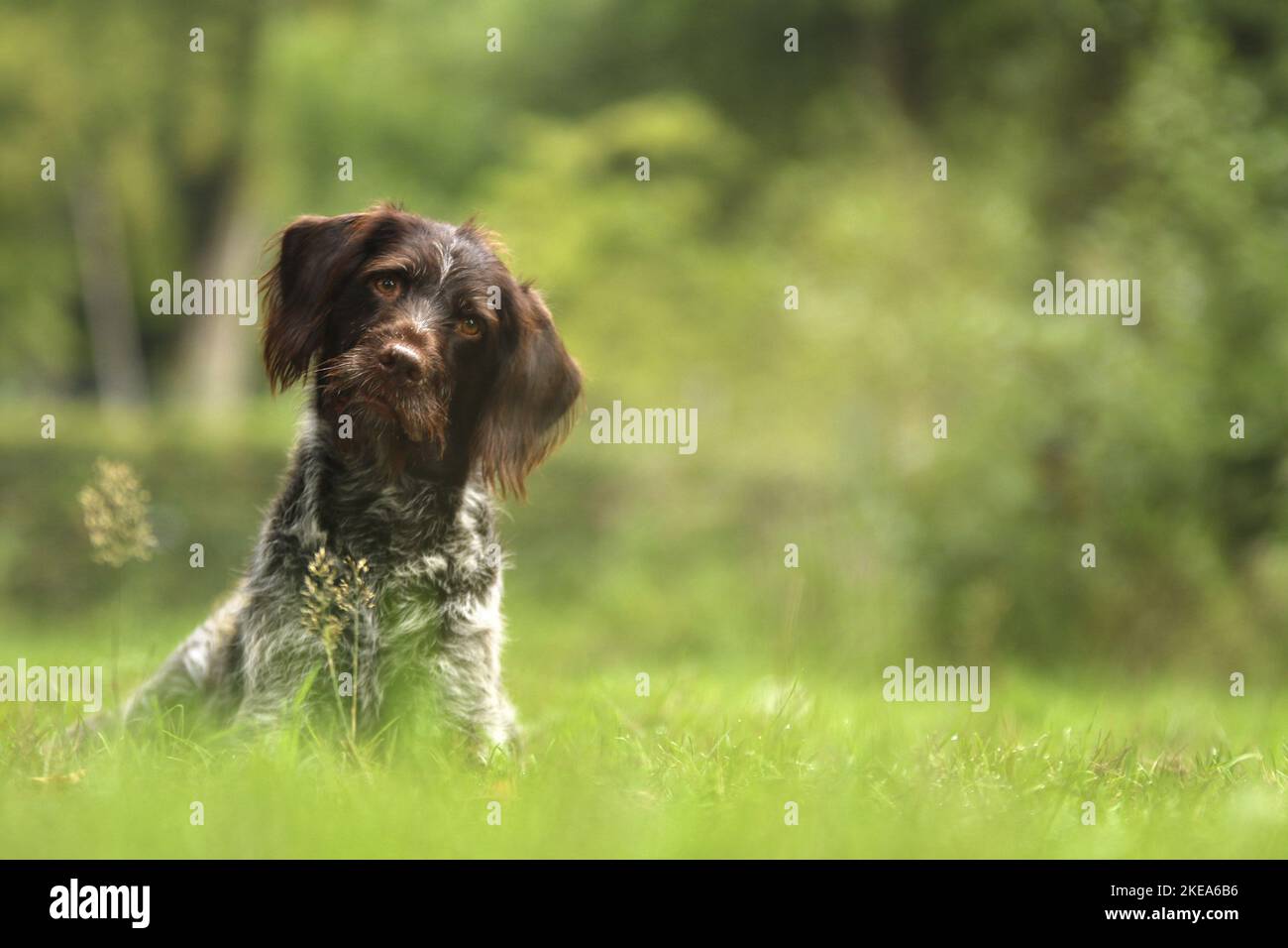 sitting German Wirehaired Pointer Stock Photo