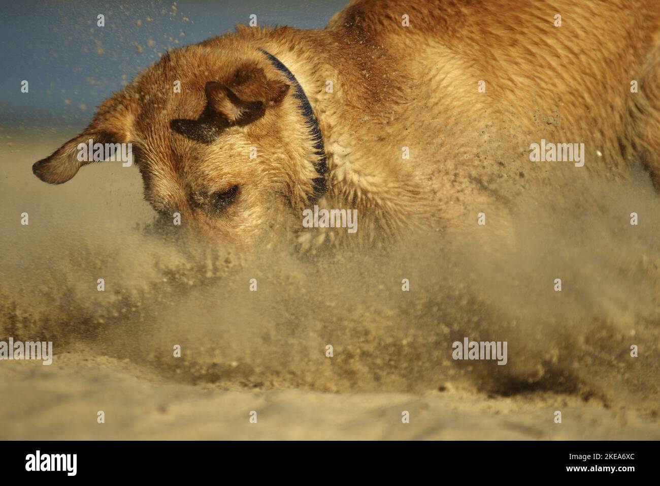 playing Labrador Retriever Stock Photo - Alamy