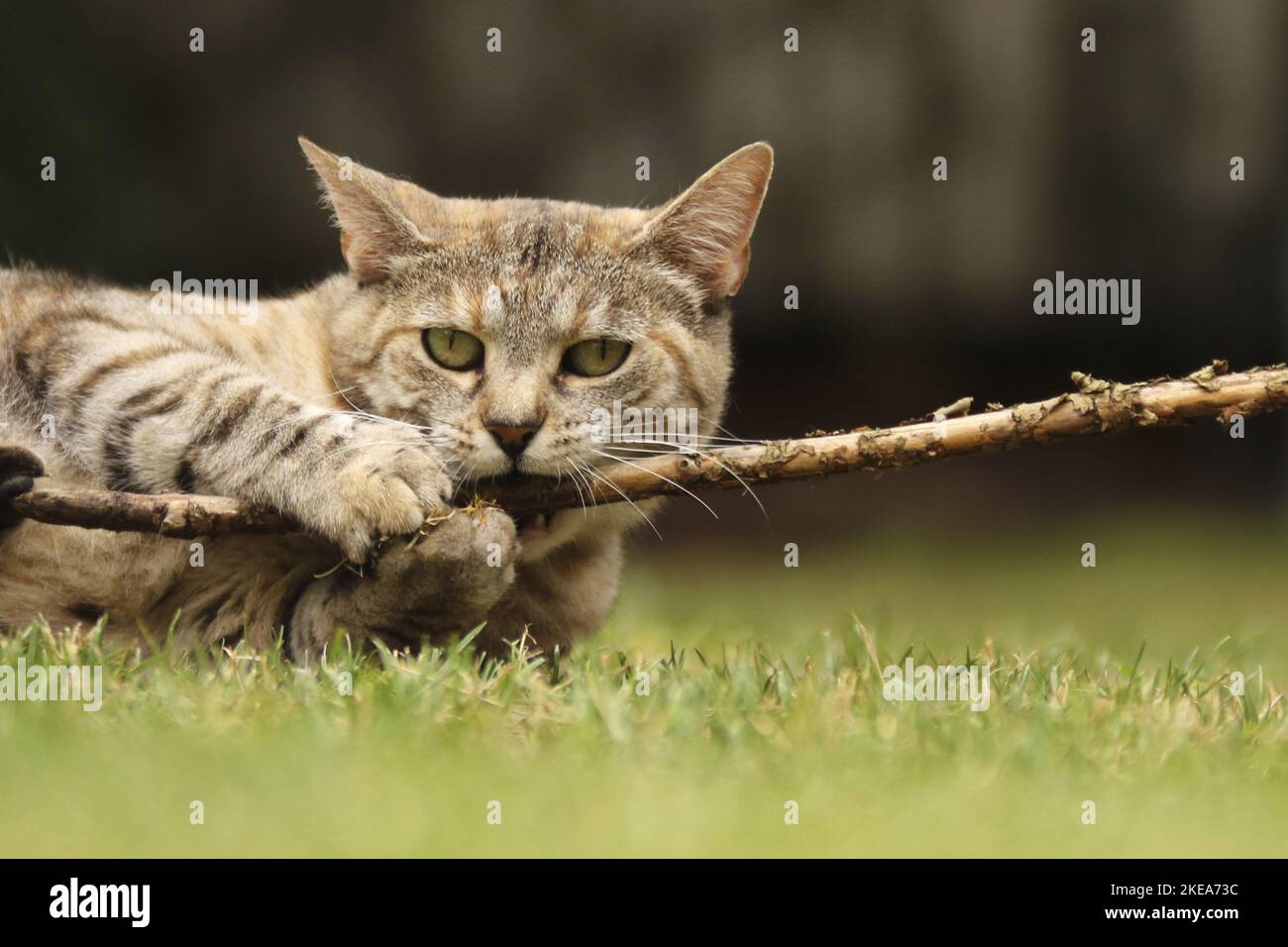 playing cat Stock Photo