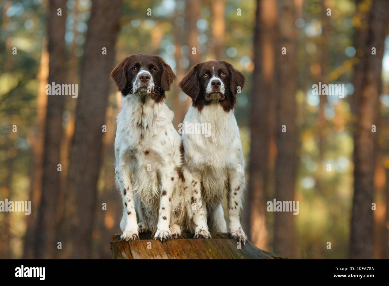 Dutch Partridge Dog On Grey Background. Studio Portrait. 716925 Stock