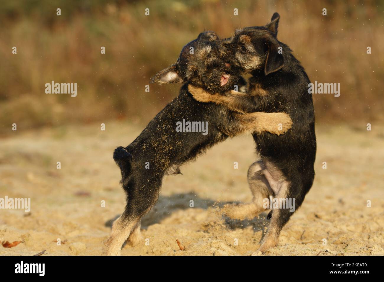 Border Terrier Puppies Stock Photo
