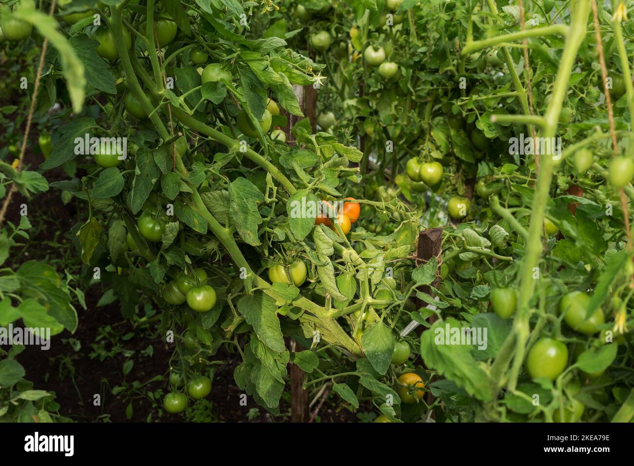 green tomatoes growing in a greenhouse. tomato hanging on a branch. tomatoes plantation. Organic farming Stock Photo