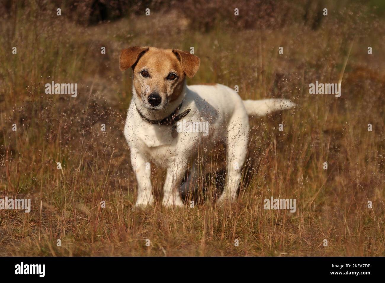 Jack-Russell-Terrier-Mongrel Stock Photo