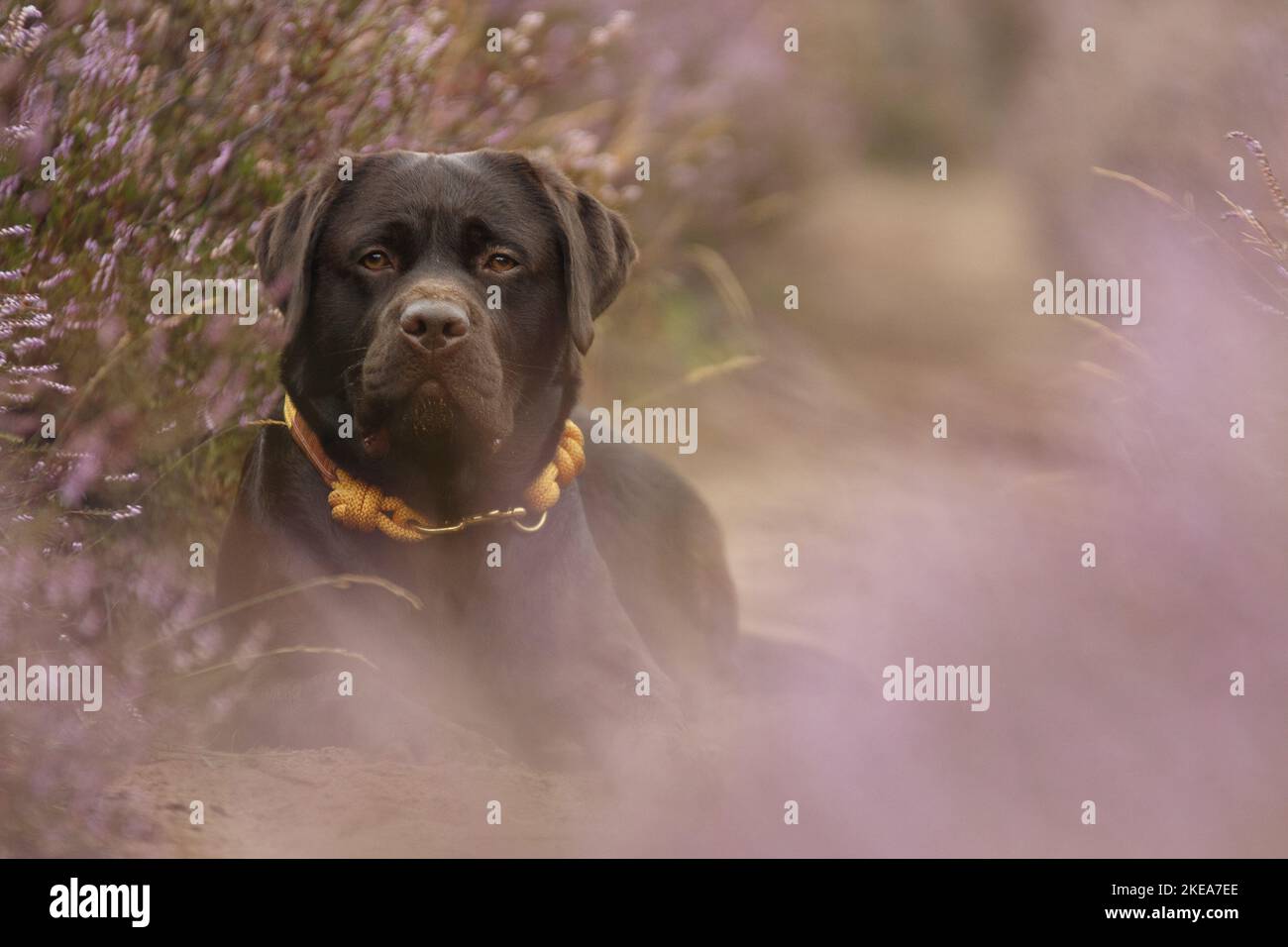 lying Labrador Retriever Stock Photo