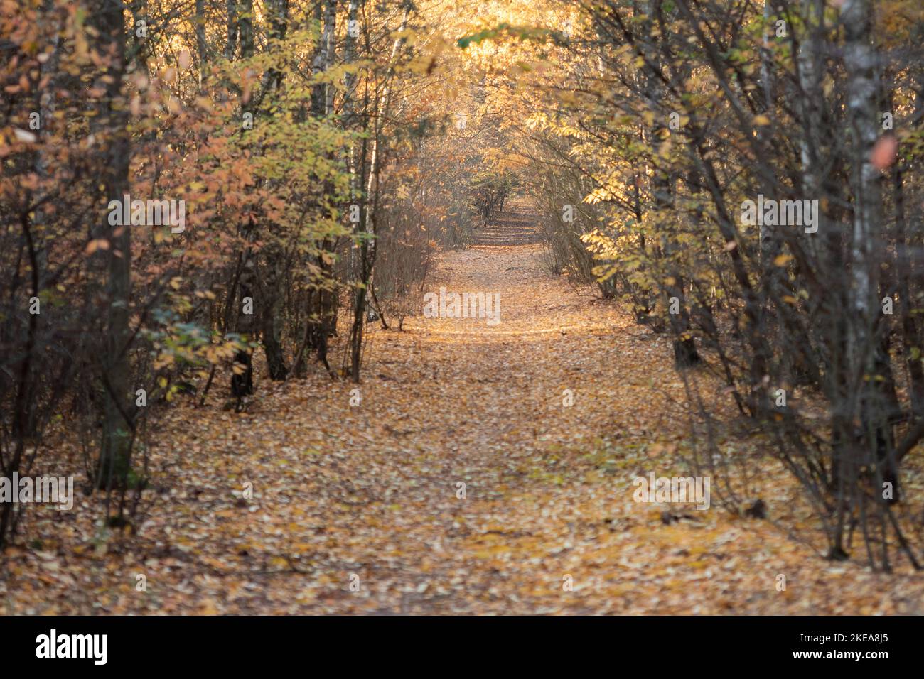 Autumn forest path covered with fallen leaves in golden light Stock ...