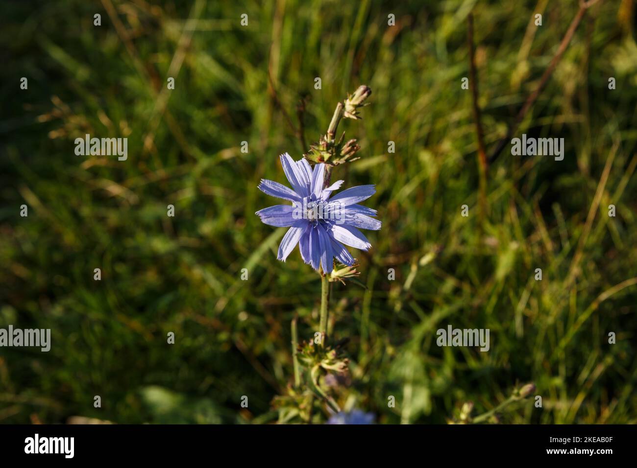 Common Chicory or Cichorium intybus. Blue chicory flowers growing in the meadow. Stock Photo