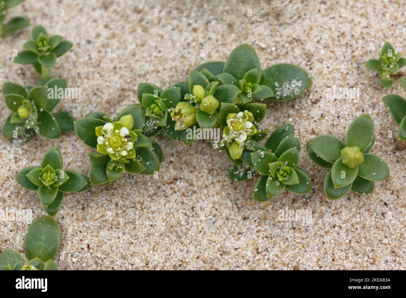 Sea Sandwort Stock Photo