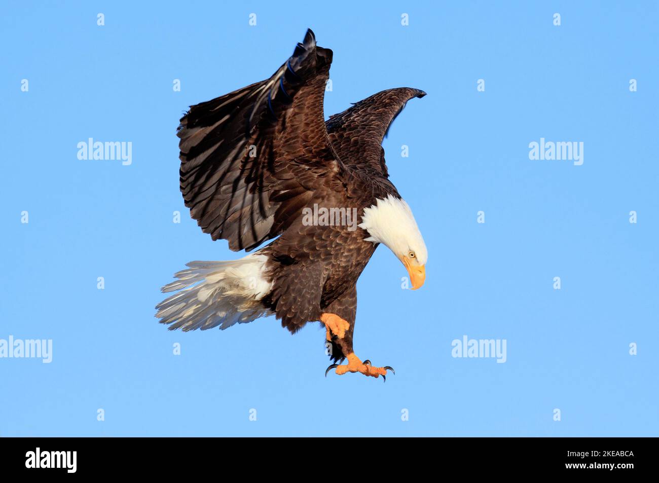 Weisskopfseeadler Portrait, USA Stock Photo