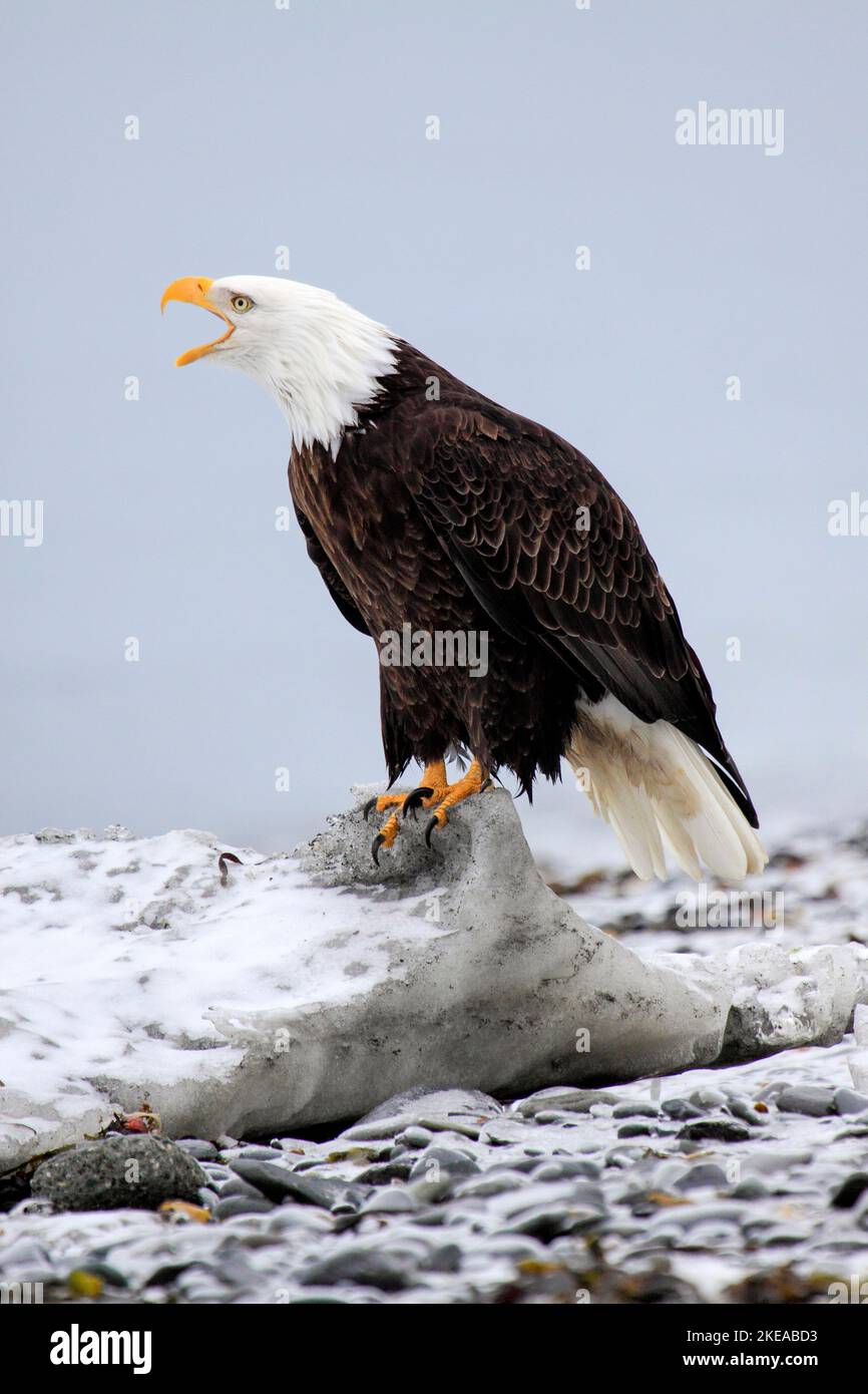 Bald Eagle, Haliaeetus leucocephalus, Weisskopfseeadler, Homer, Kenai Peninsula, Alaska, USA Stock Photo