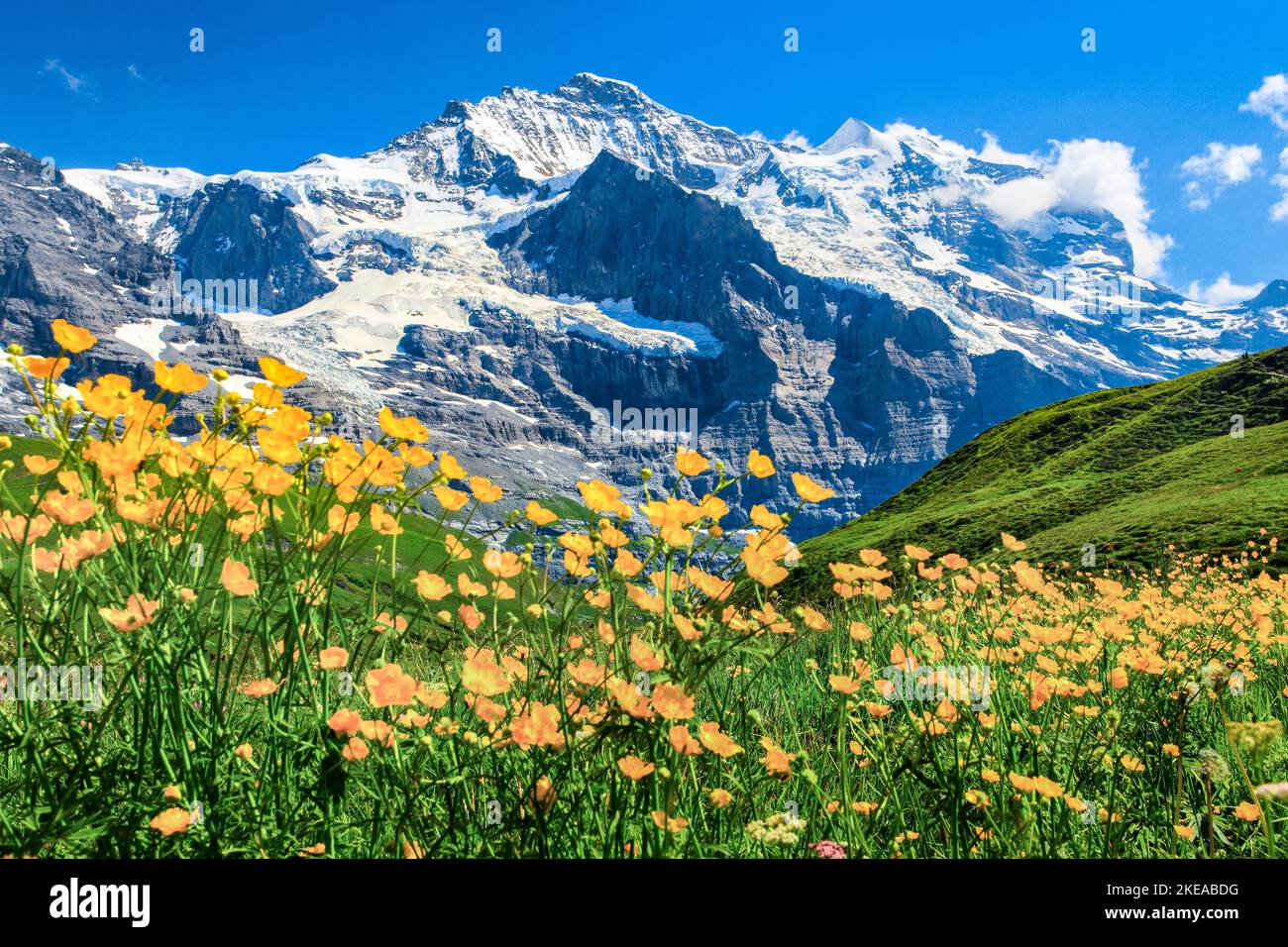 Jungfrau mit Hahnenfuss, Berner Oberland, Schweiz Stock Photo