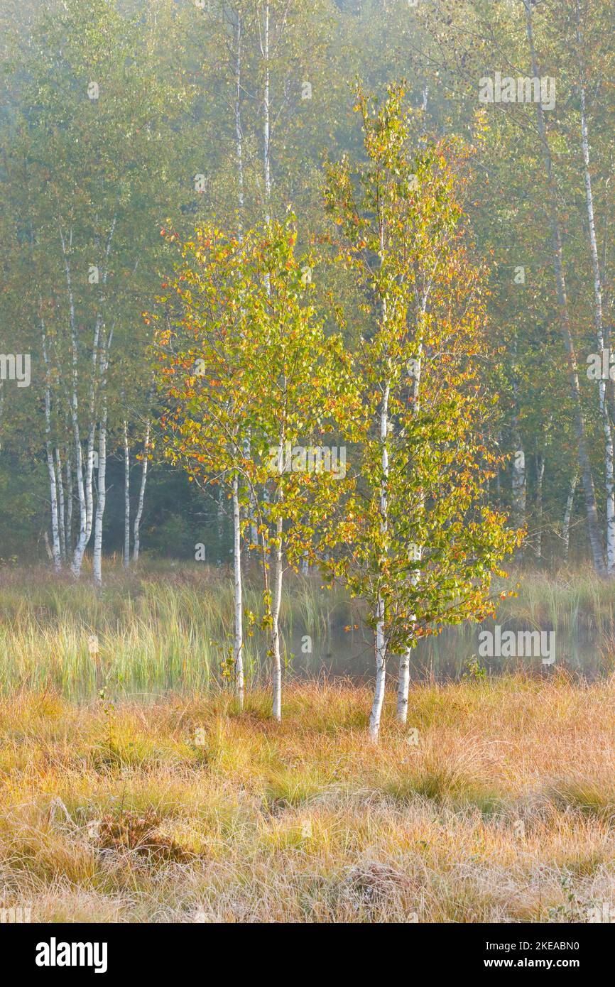 Herbsttimmung mit Birkenwald auf dem Hochmoors bei Les Ponts-de-Martel, Kanton Neuenburg, Schweiz Stock Photo