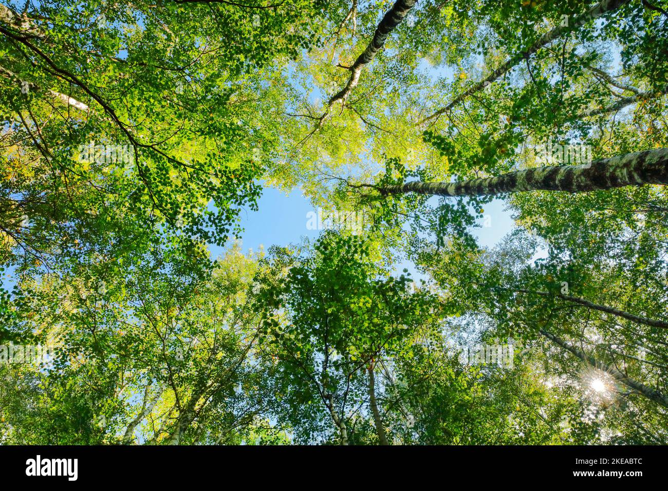 Blick nach oben zu den Baumkronen im Birkenwald, Sonne scheint durch Blätterdach,  Kanton Jura, Schweiz Stock Photo